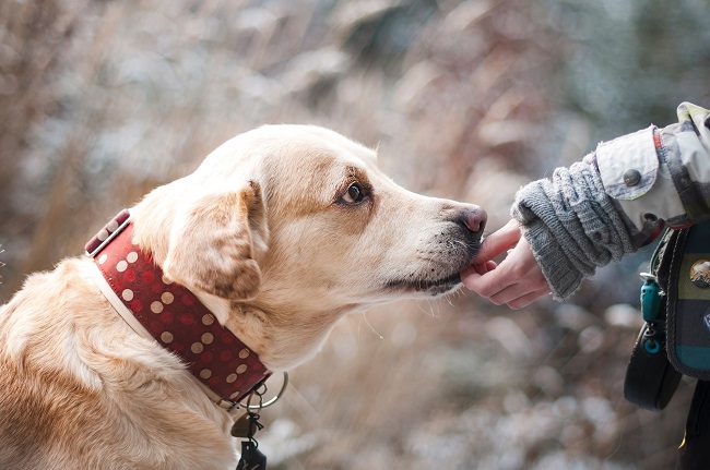 Scopri di più sull'articolo ﻿Cremazione animali: come funziona e cosa comporta?